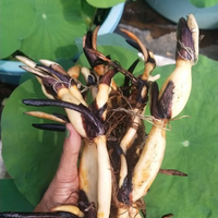 Yellow Peony Lotus Tuber