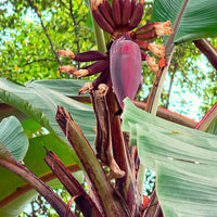 Red Banana Tree