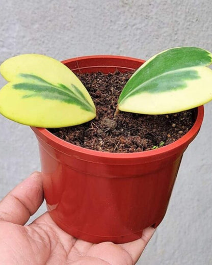 Hoya Kerrii 'Variegated' Plant