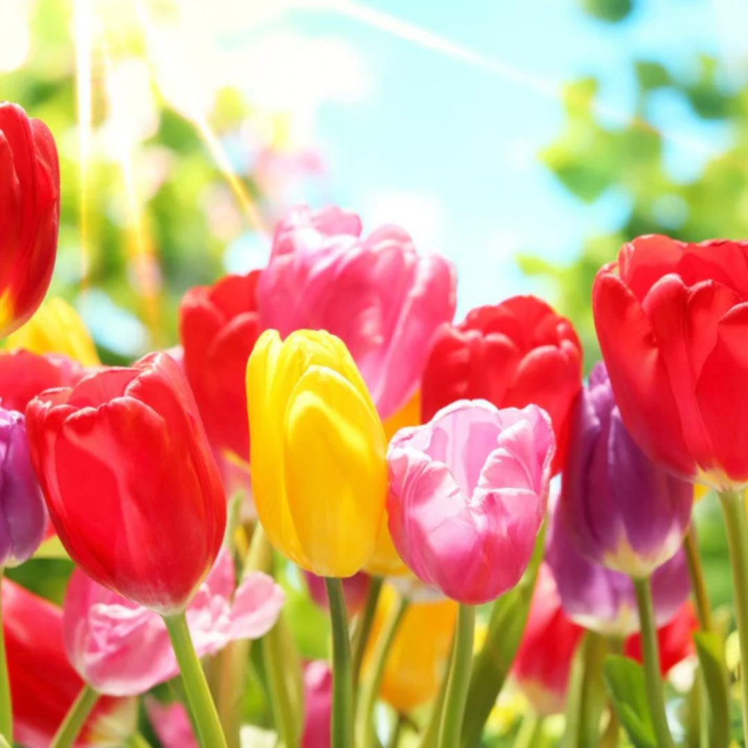 Dutch Tulip Bulbs - Mix Colours (Netherland Imported)