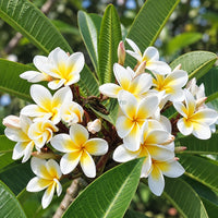 Thai Champa (Plumeria) Assorted Colour