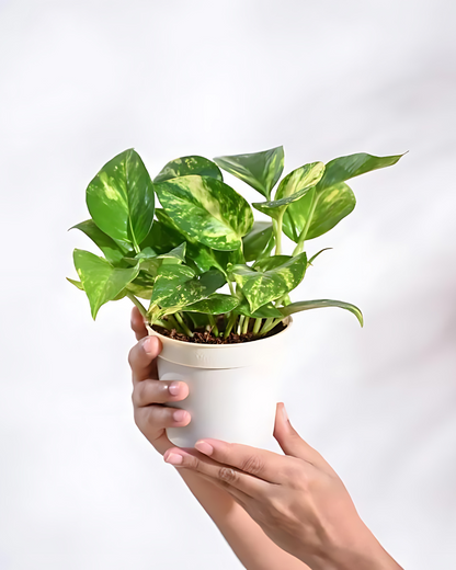 Money Plant Green Variegated