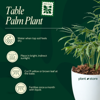 Chamaedorea Palm or Table Palm or Parlour Palm