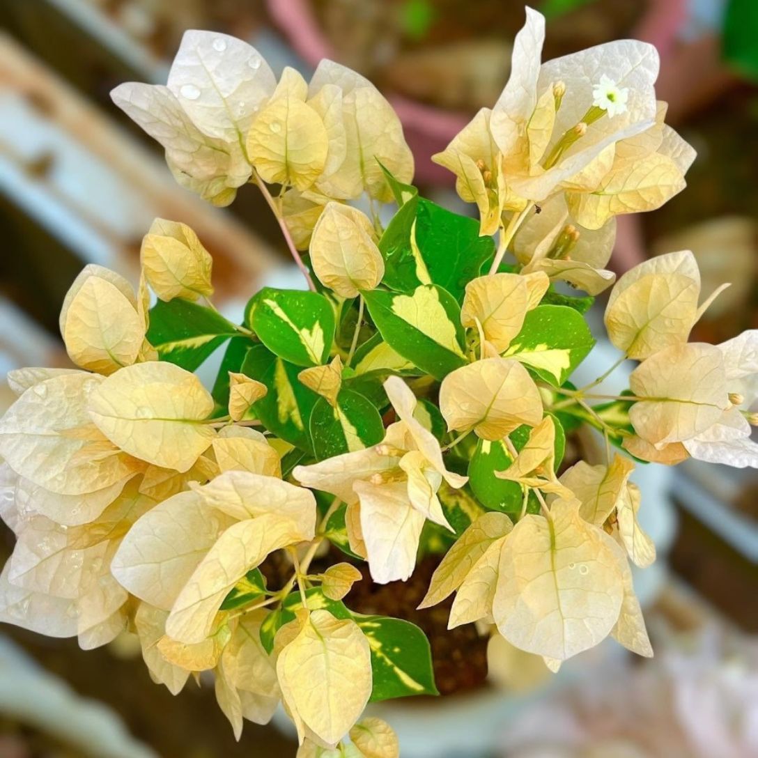 Thima Yellow Grafted Bougainvillea Plant