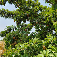 PKM Chiku Grafted Tree