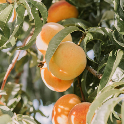 Khumani (Apricot) Grafted Tree