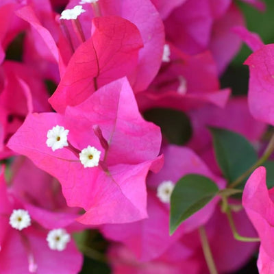 Chilli Pink Bougainvillea