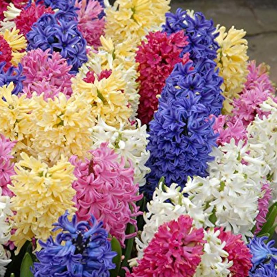 Hyacinth Bulbs - Mix Colours (Imported)