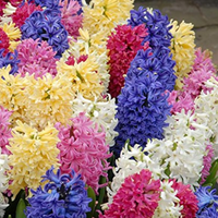Hyacinth Bulbs - Mix Colours (Imported)
