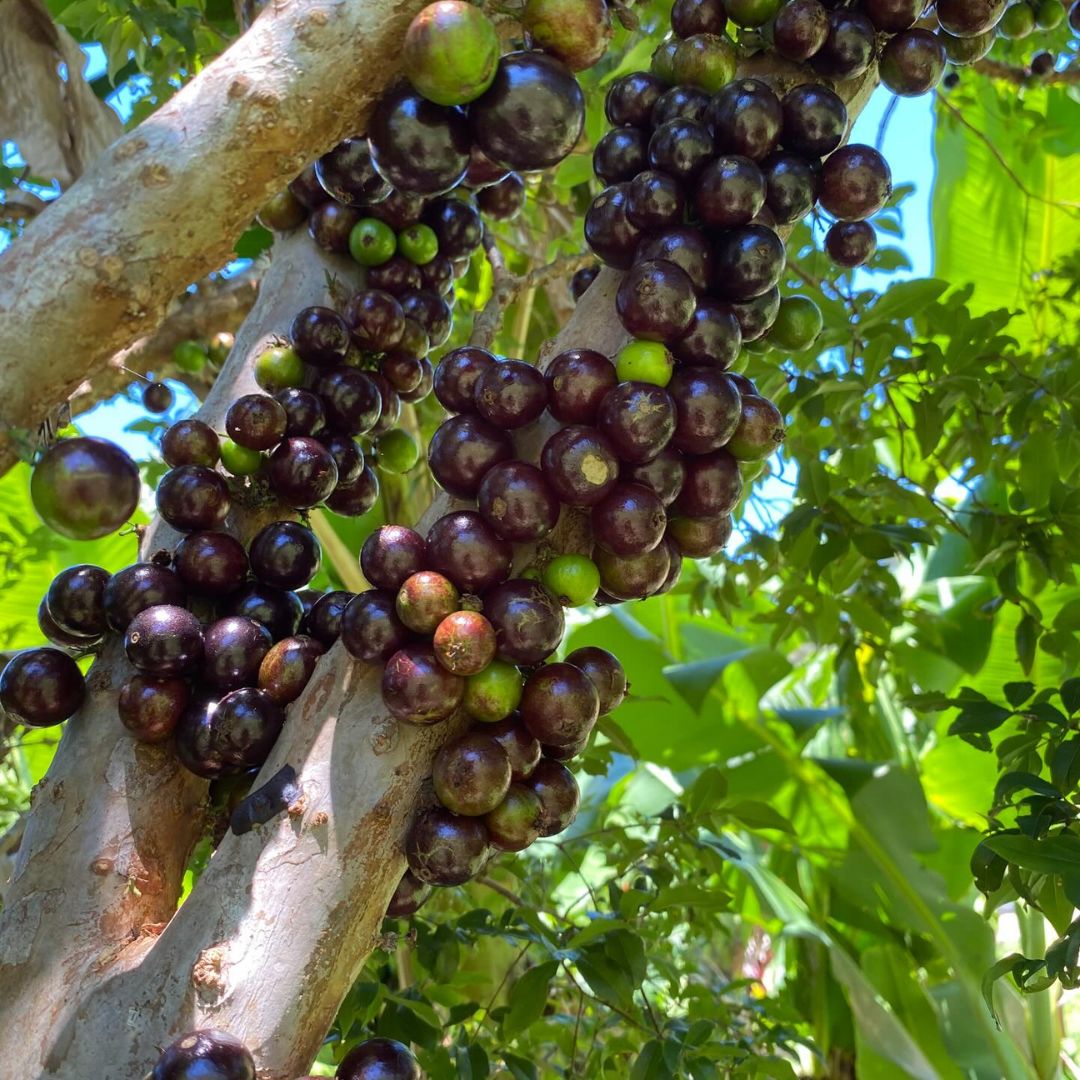 Jabuticaba Grafted Plant