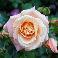 Hybrid Rose Plant