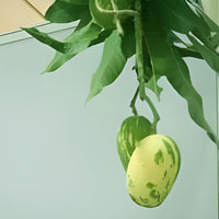 Variegated Grafted Mango Tree