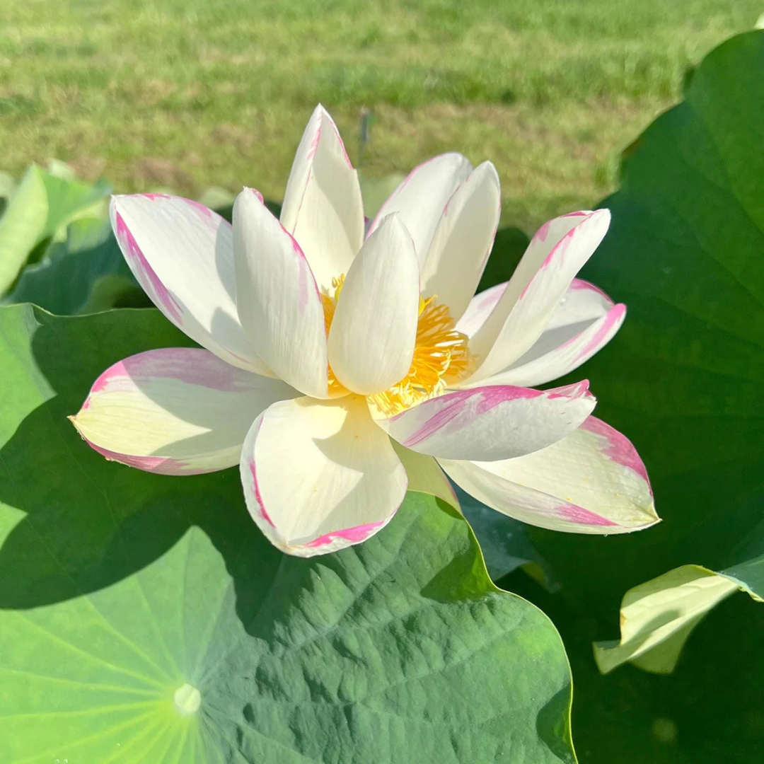 Pink Empress Lotus Tuber