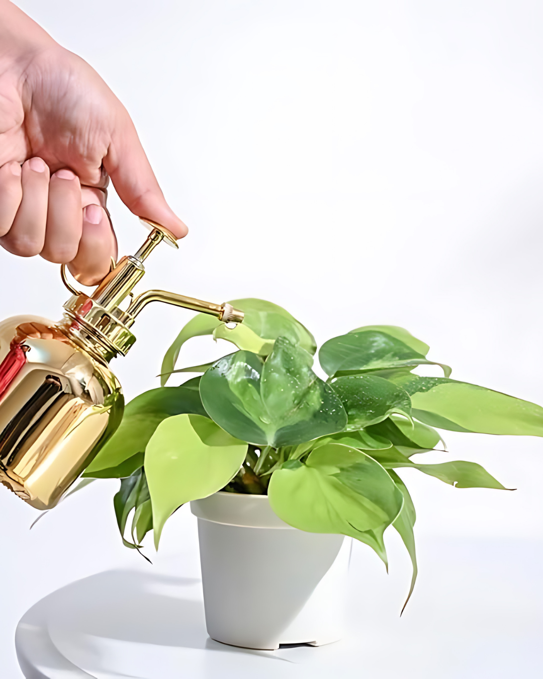 Philodendron Oxycardium Variegated