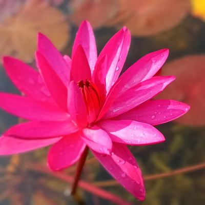English Rose Tropical Waterlily (Night Bloomer)