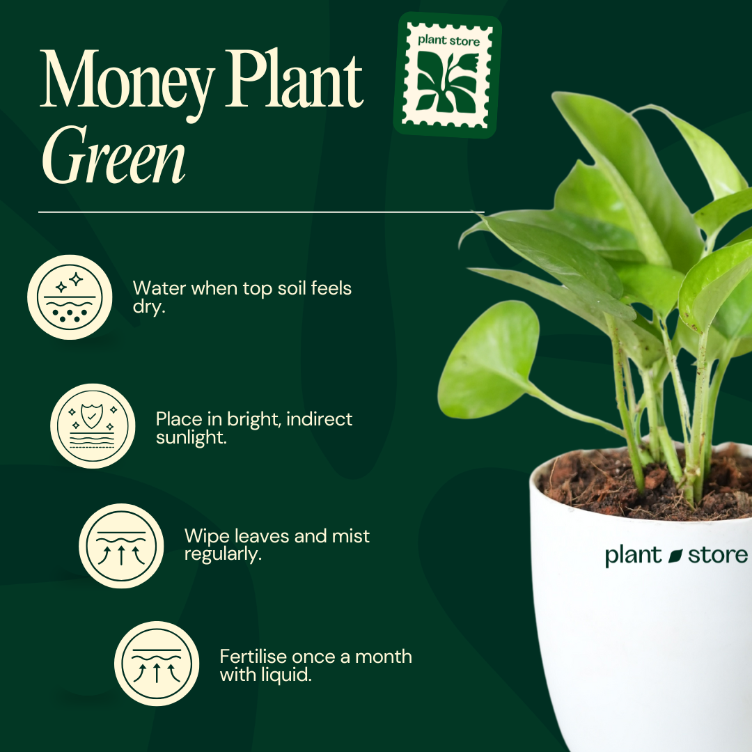 Green Money Plant