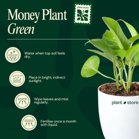 Green Money Plant