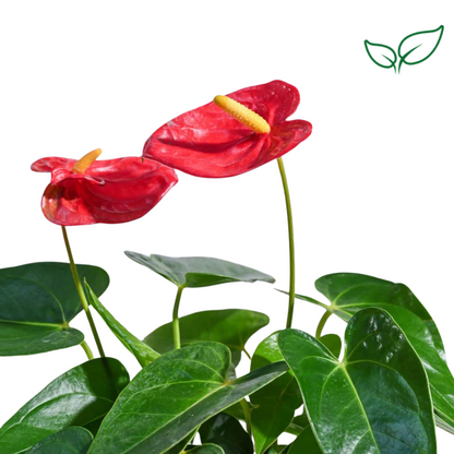 Anthurium Red Flowering Plant