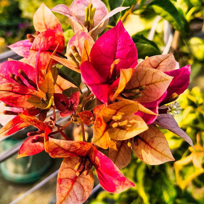 Chithra Bougainvillea (7 Inches Pot Size)