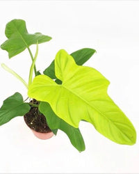 Philodendron Violin Green - plant store® 
