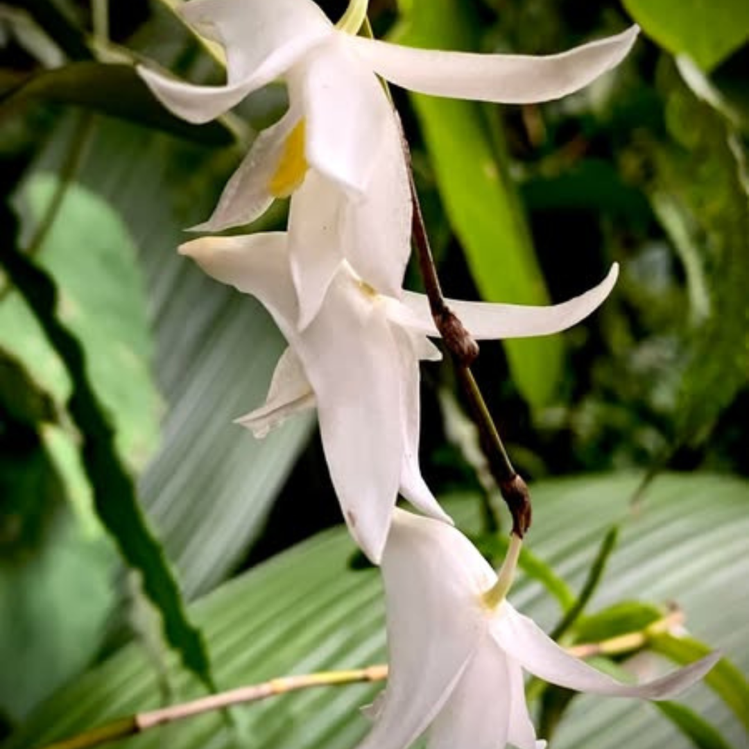 Dendrobium Pigeon (Blooming Size) Hybrid - plant store® 