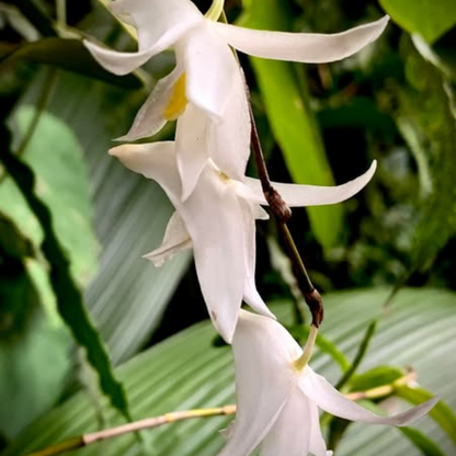 Dendrobium Pigeon (Blooming Size) Hybrid