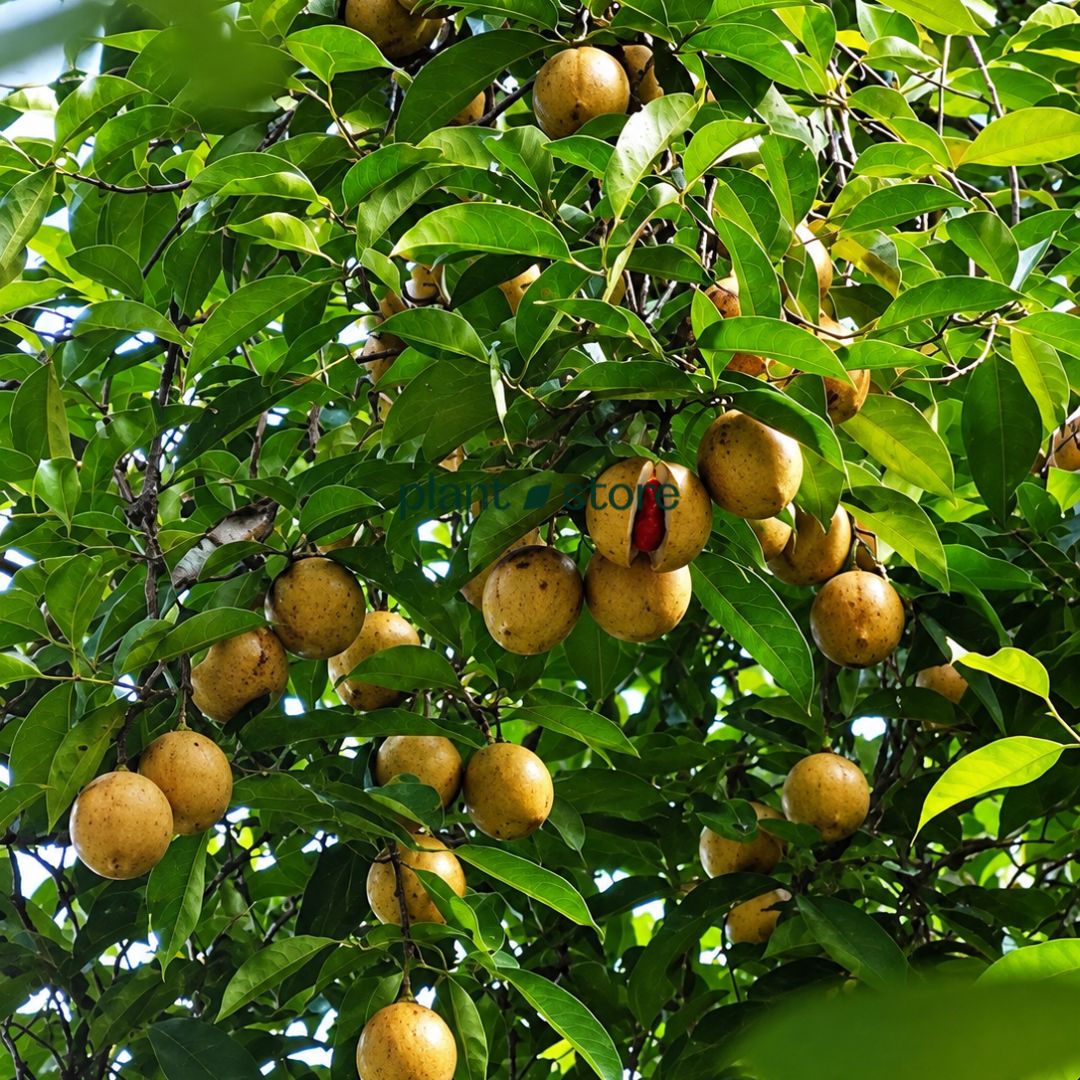 Jaiphal (Nutmeg) Masala Plant