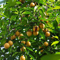 Jaiphal (Nutmeg) Masala Plant
