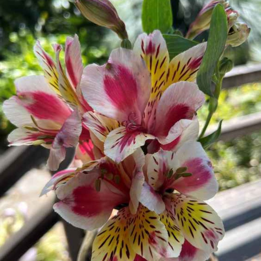 Alstroemeria Flowering Bulbs