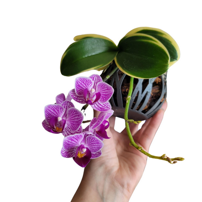 Phalaenopsis Sogo Vivien (Blooming Size)