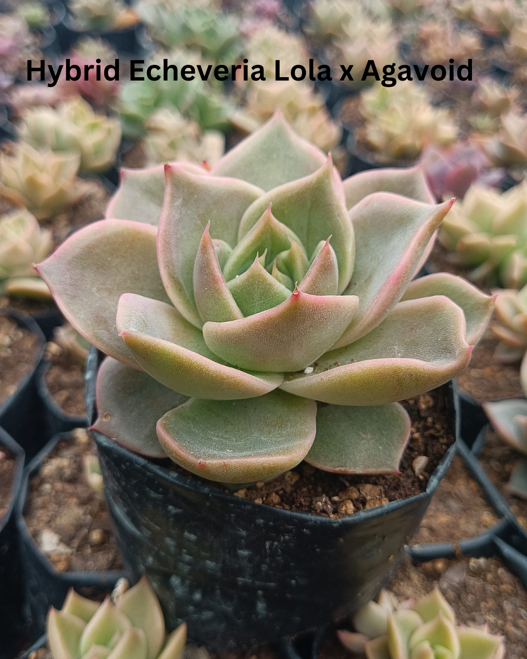 The Ultimate Echeveria Collection - 8 Different Varieties of Echeverias - plant store® 