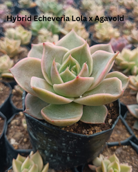 The Ultimate Echeveria Collection - 8 Different Varieties of Echeverias - plant store® 