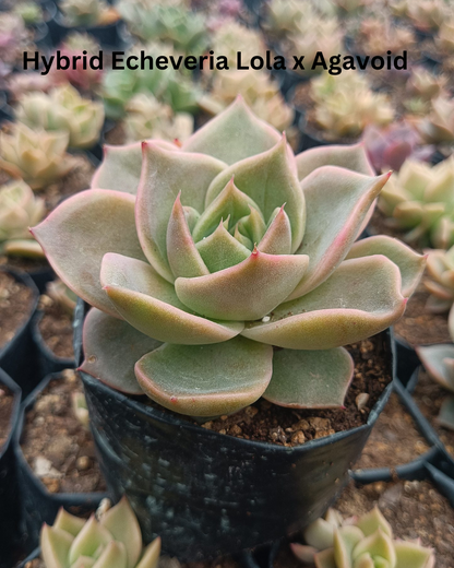 The Ultimate Echeveria Collection - 8 Different Varieties of Echeverias