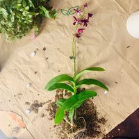 Dendrobium Red Big Lip (Blooming Size) - plant store® 