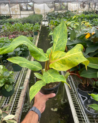 Philodendron Orange Marmalade Plant