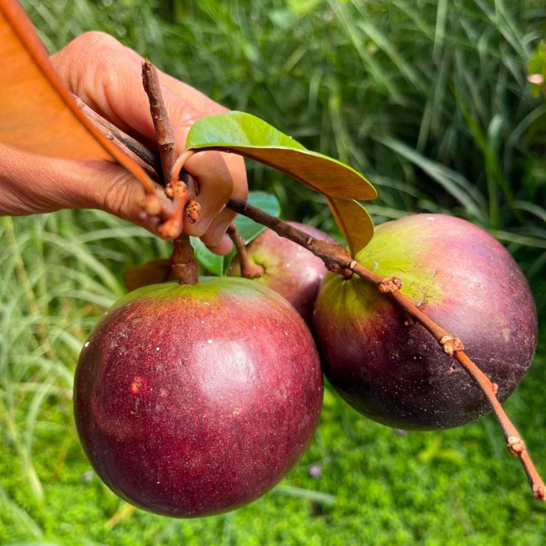 Purple Mangosteen Grafted Tree