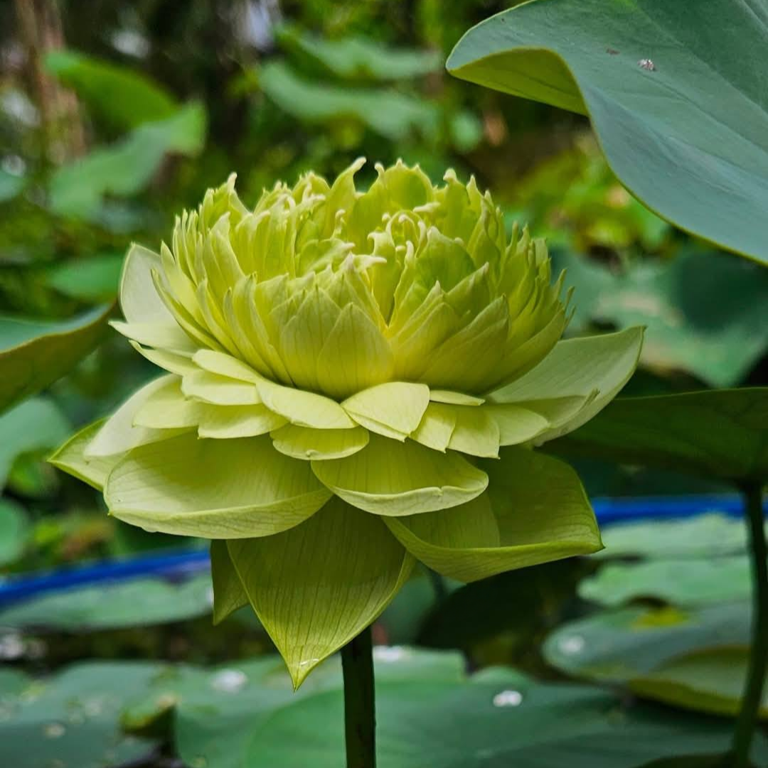 Q201 Lotus Tuber