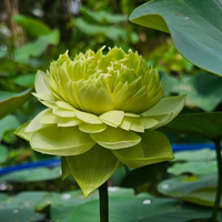 Q201 Lotus Tuber