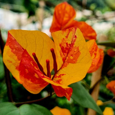 Aderna Bougainvillea