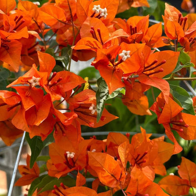 Orange Tanglong Bougainvillea