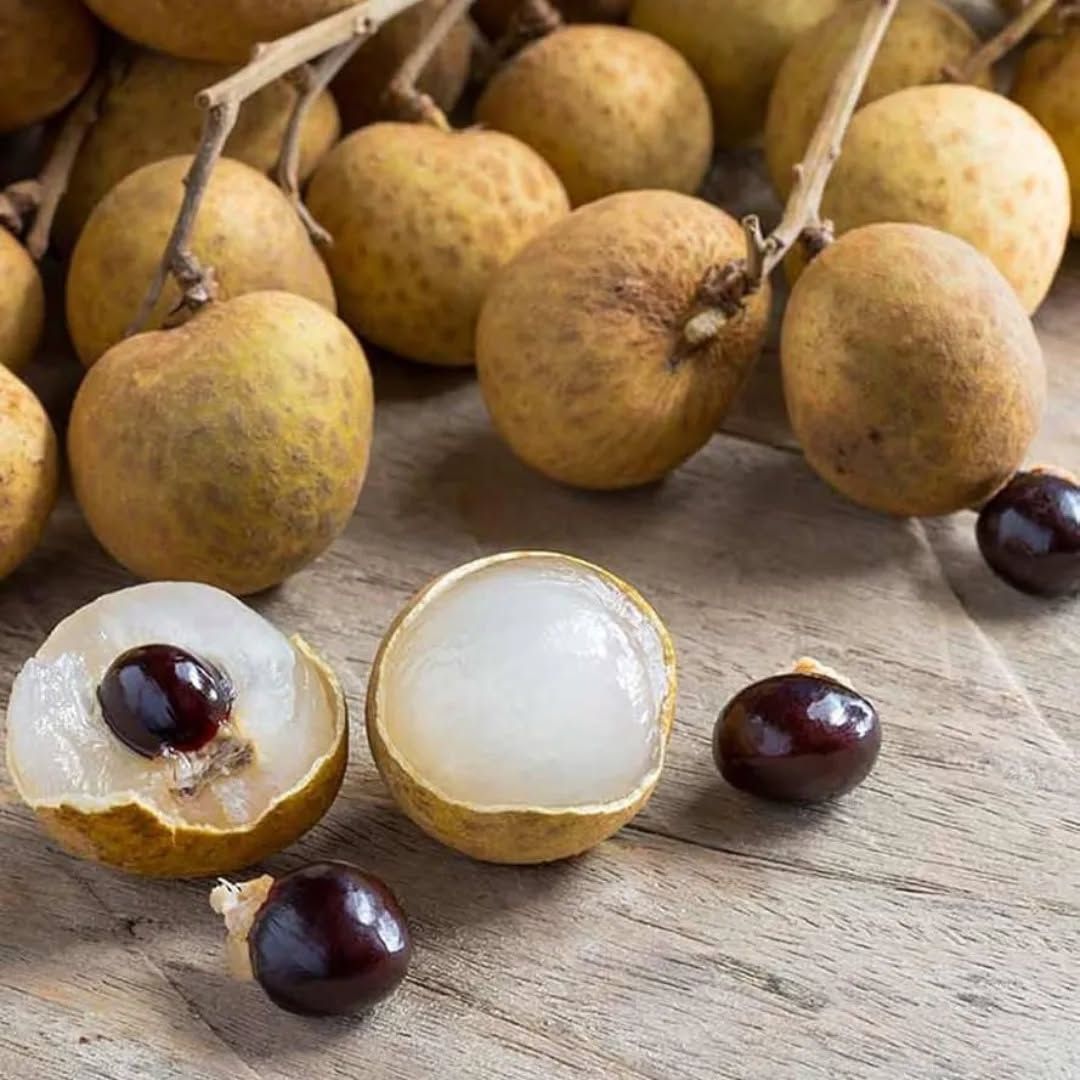 Ping Pong Longan Grafted Plant