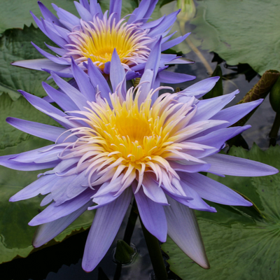 Alexis Tropical Waterlily