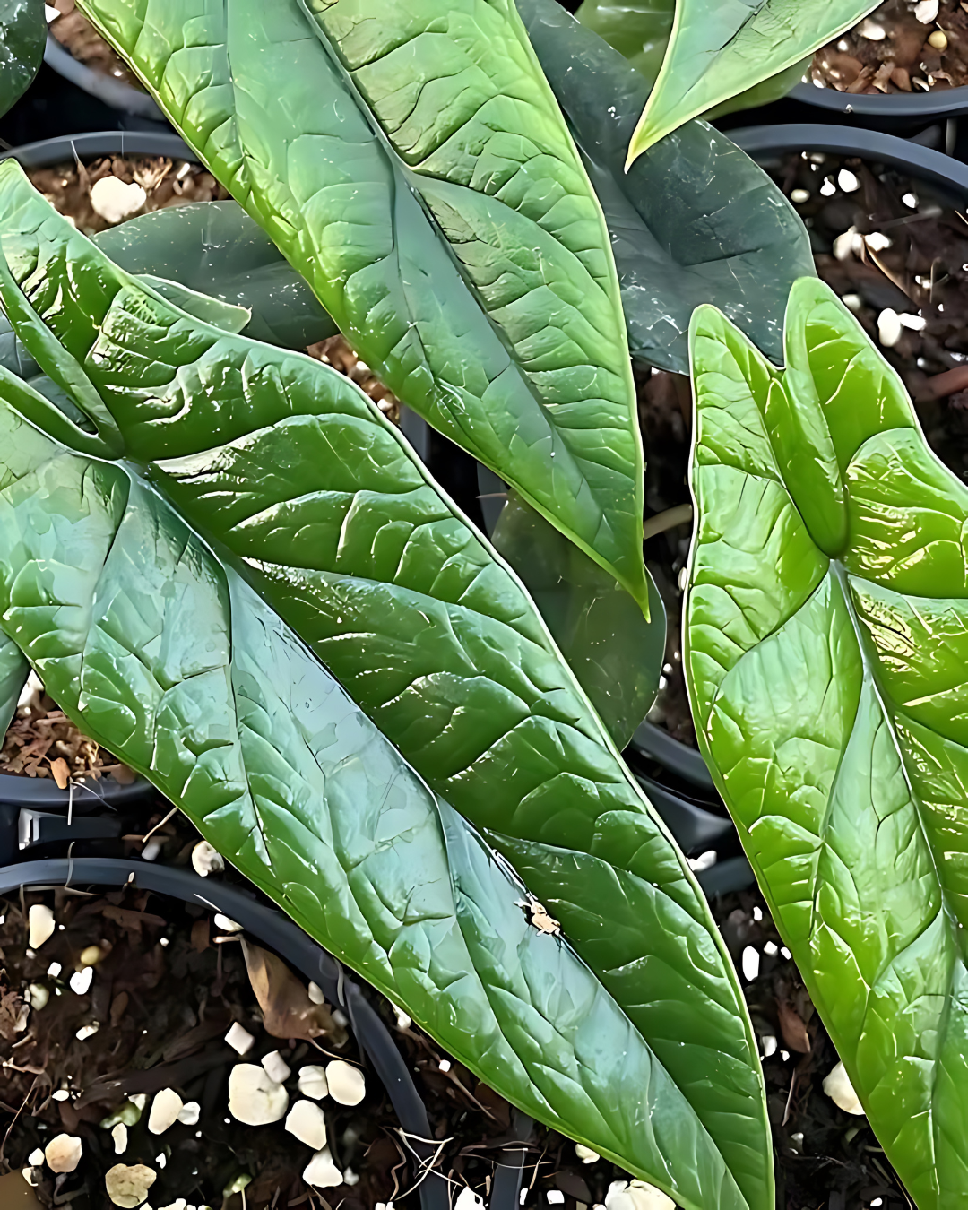 Alocasia Scalprum