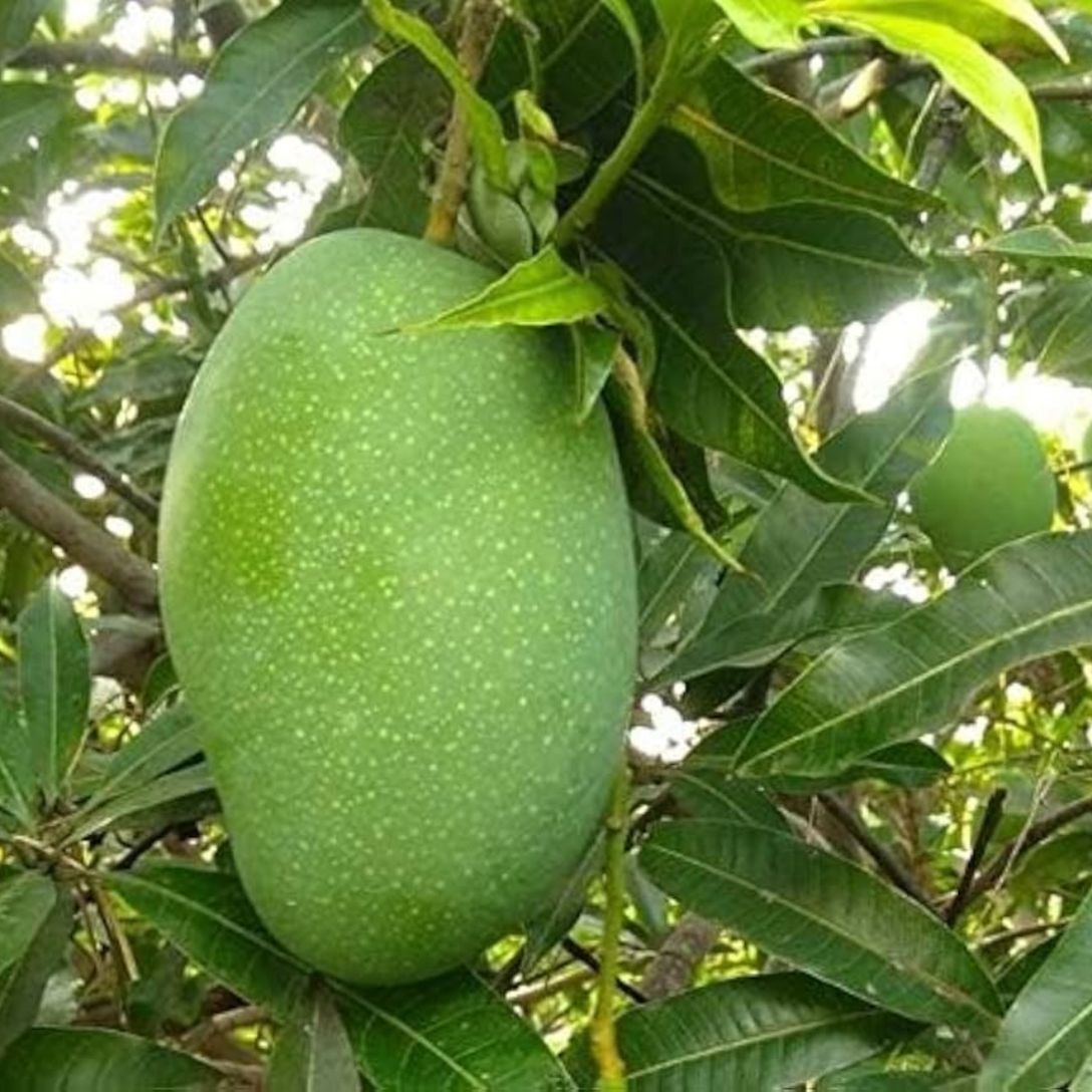Imam Pasand Mango Grafted Tree