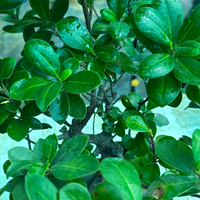 Ficus Ginseng Grafted Bonsai Plant (10 Years Old)