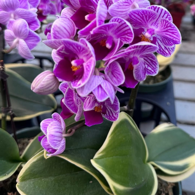 Phalaenopsis Variegated with Buds/Flowers