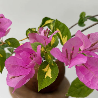 Spider Pink Variegated Bougainvillea