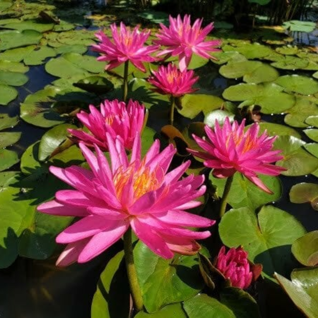 Pink Silk Waterlily