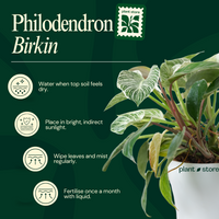 Philodendron Birkin