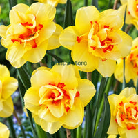 Daffodils - Tahiti Double Petal (Imported)